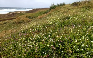 Kaena Point Hawaii Field