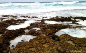 Kaena Point Hawaii Tide Pools