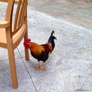 Rooster Hawaii Strut